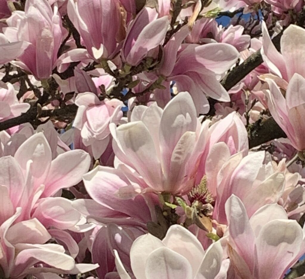Frühlingsgefühle ab 50 - Die Magnolienblüte im Frühling