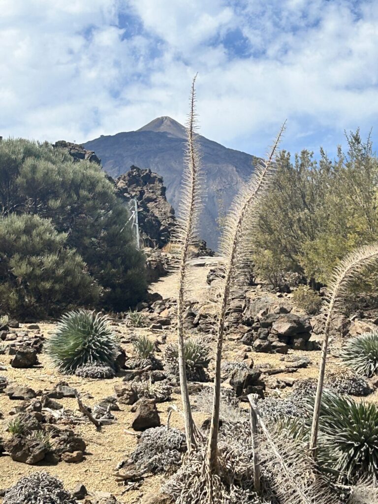 teneriffa-mit-50plus-natur-und-erholung-auf-der-insel-des-ewigen-fruehlings-blick-auf-den-teide-nationalpark