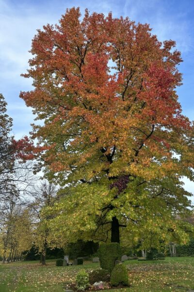 Herbst- und Winterblues - Bunter Baum mit Herbstlaub als Symbol für den Herbst